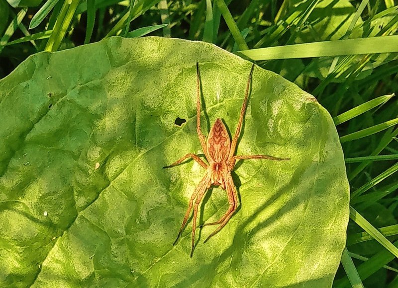 ARAIGNEE de la famille des pisauridaes. Elle ne tisse pas de toile mais chasse l'affût. Présente en grand nombres dans les herbes basses au mois de mai. Photo 7. PASCAL GOUHIER